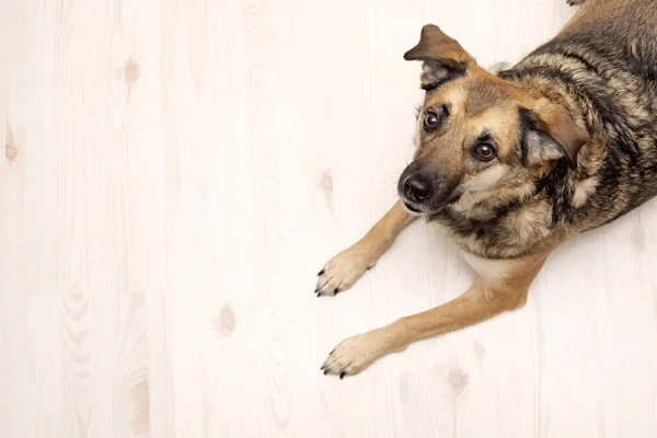 Kopya alanı olan hafif bir arkaplana bakan bir köpeğin portresi — Stok fotoğraf