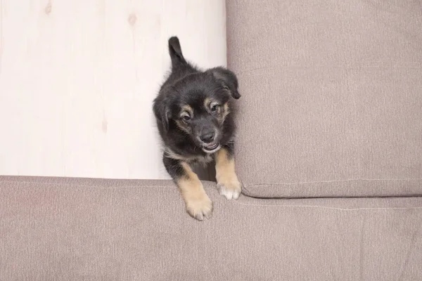 Pequeno filhote de cachorro tentando subir no sofá — Fotografia de Stock