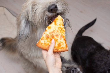 Köpek bir dilim peynirli pizzayı ısırır. Kürklü bir köpeğin portresi