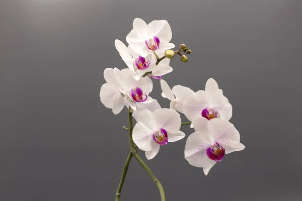 Ανθισμένα λευκά λουλούδια ορχιδέας σε γκρι φόντο από κοντά — Φωτογραφία Αρχείου
