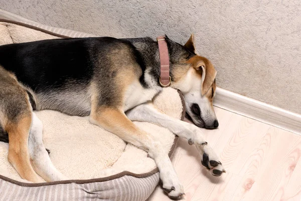 Perro cansado durmiendo en la cama de su mascota en el suelo — Foto de Stock