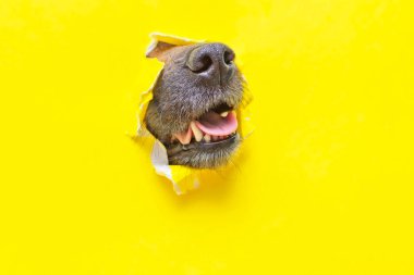 Bir köpek burnu, sarı yırtık bir kağıt parçasında bir delikten sarkıyor.