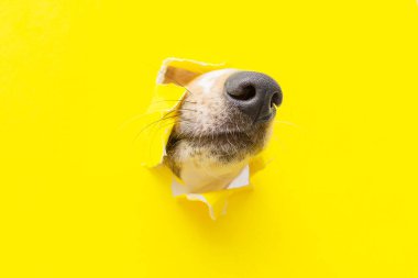Bir köpek burnu, sarı yırtık bir kağıt parçasında bir delikten sarkıyor.
