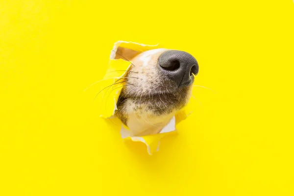 Una nariz de perro sobresale de un agujero en un pedazo de papel amarillo desgarrado —  Fotos de Stock