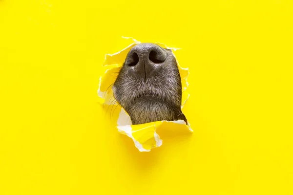 Egy kutyaorr kiáll egy lyukból egy sárga, tépett papírdarabon. — Stock Fotó