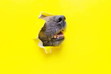 Bir köpek burnu, sarı yırtık bir kağıt parçasında bir delikten sarkıyor.