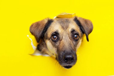 Bir köpek kafası sarı bir kağıt parçasında bir delikten dışarı sarkıyor.