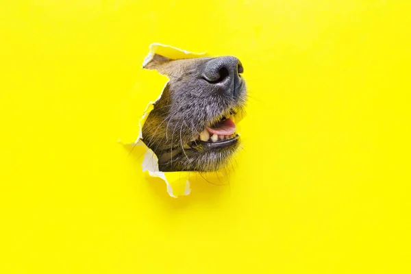 a dog nose sticks out of a hole in a yellow torn piece of paper