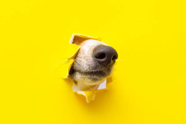 Um nariz de cão sai de um buraco em um pedaço de papel rasgado amarelo — Fotografia de Stock