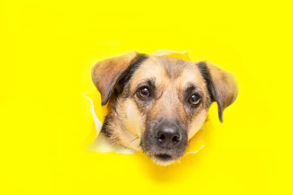 Bir köpek kafası sarı bir kağıt parçasında bir delikten dışarı sarkıyor. — Stok fotoğraf