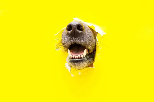 Una nariz de perro sobresale de un agujero en un pedazo de papel amarillo desgarrado Imagen de stock