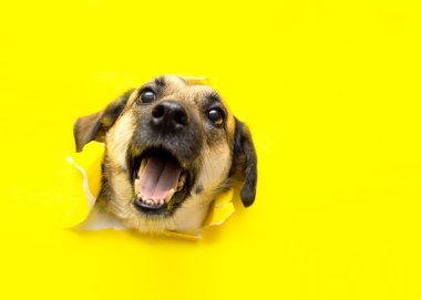 Mutlu bir köpek kafası sarı bir kağıt parçasında bir delikten sarkıyor.