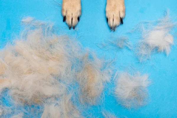 Pelo de perro después de aseo sobre un fondo azul. patas de perro —  Fotos de Stock
