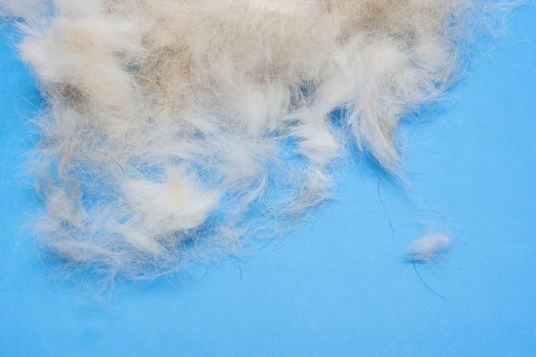 Animales de aseo. pelo de perro sobre un fondo azul —  Fotos de Stock