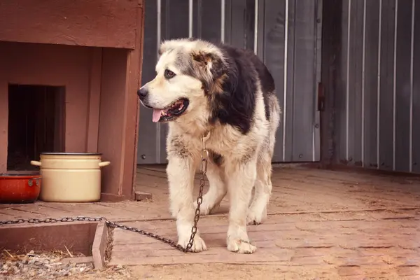 big dog on a chain. dog guarding the territory. High quality photo