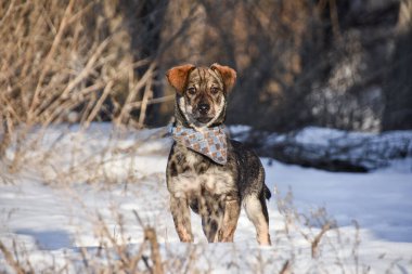 Kışın yürüyüş için kravatlı küçük bir köpek. Yüksek kalite fotoğraf