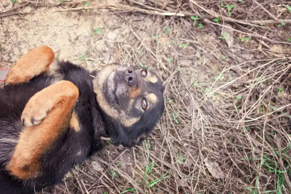 Cão Feliz Encontra Nele Está Para Trás Com Patas Acima — Fotografia de Stock