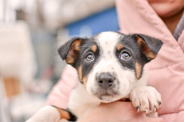 портрет маленького щенка в руках владельца, который смотрит вверх. Высокое качество фото