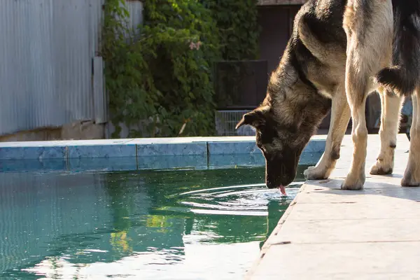 dog drinks water from the pool in hot weather. High quality photo