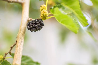 Olgun dutlu fotoğraf, yeşil yaprakların arka planına karşı. Yüksek kalite fotoğraf