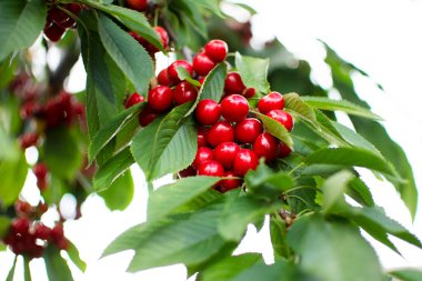Beyaz arka planda bir dalda olgun kırmızı kiraz. Yüksek kalite fotoğraf