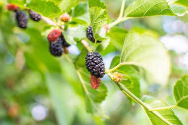 Değişen olgunlukta bir ağaç dalında dut üzümü. Yüksek kalite fotoğraf