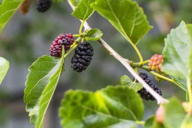 Değişen olgunlukta bir ağaç dalında dut üzümü. Yüksek kalite fotoğraf