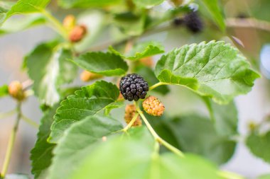 Olgun dutlu fotoğraf, yeşil yaprakların arka planına karşı. Yüksek kalite fotoğraf