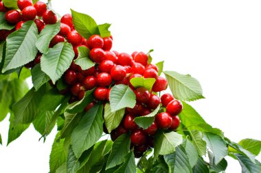 Beyaz arka planda bir dalda olgun kırmızı kiraz. Yüksek kalite fotoğraf