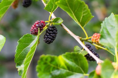 Değişen olgunlukta bir ağaç dalında dut üzümü. Yüksek kalite fotoğraf