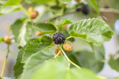 Olgun dutlu fotoğraf, yeşil yaprakların arka planına karşı. Yüksek kalite fotoğraf