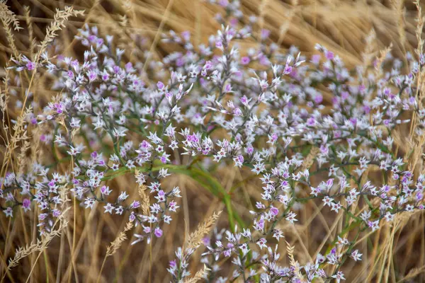 beautiful small wildflowers on the background of yellow withered grass. High quality photo