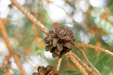 Olgun, bulanık bir arka planda ağaçta çam kozalağı açtı. Yüksek kalite fotoğraf