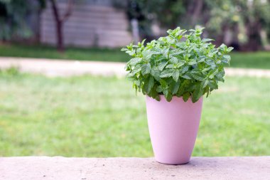 Arka planda pembe bir tencerede nane çalısı var. Yüksek kalite fotoğraf