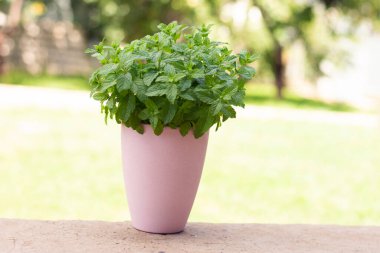 Doğal bir arka planda pembe bir saksıda nane şekeri çalısı. Yüksek kalite fotoğraf