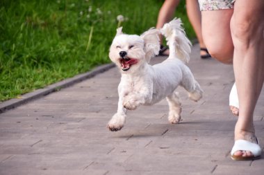 Neşeli Malta köpeği sahibinin yanındaki parkta yol boyunca koşar. Yüksek kalite fotoğraf
