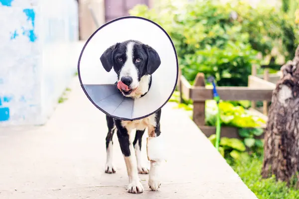 dog in a veterinary collar while treating an injured paw. High quality photo