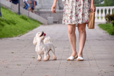 Neşeli Malta köpeği sahibinin yanındaki parkta yol boyunca koşar. Yüksek kalite fotoğraf