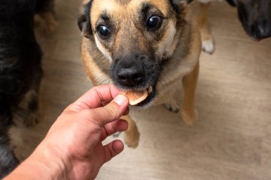 Köpeklerin beslenme düzeni için kurutulmuş havuç. Köpeğe ikramda bulunulur. Yüksek kalite fotoğraf