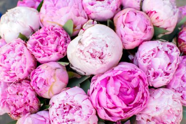 Arka plan için büyük mor şakayık tomurcukları. Yüksek kalite fotoğraf