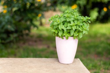 Doğal bir arka planda pembe bir saksıda nane şekeri çalısı. Yüksek kalite fotoğraf