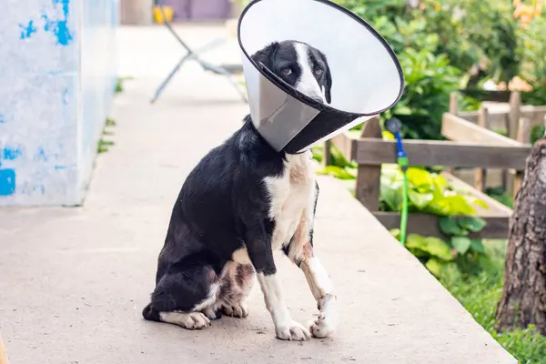 dog in a veterinary collar while treating an injured paw. High quality photo