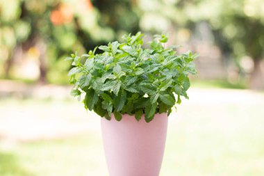 Doğal bir arka planda pembe bir saksıda nane şekeri çalısı. Yüksek kalite fotoğraf