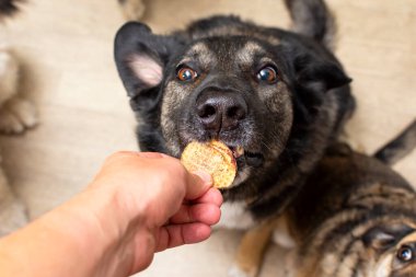 Köpeklerin beslenme düzeni için kurutulmuş havuç. Köpeğe ikramda bulunulur. Yüksek kalite fotoğraf