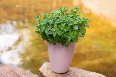 Doğal bir arka planda pembe bir saksıda nane şekeri çalısı. Yüksek kalite fotoğraf