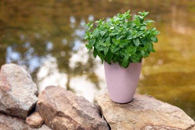 Doğal bir arka planda pembe bir saksıda nane şekeri çalısı. Yüksek kalite fotoğraf