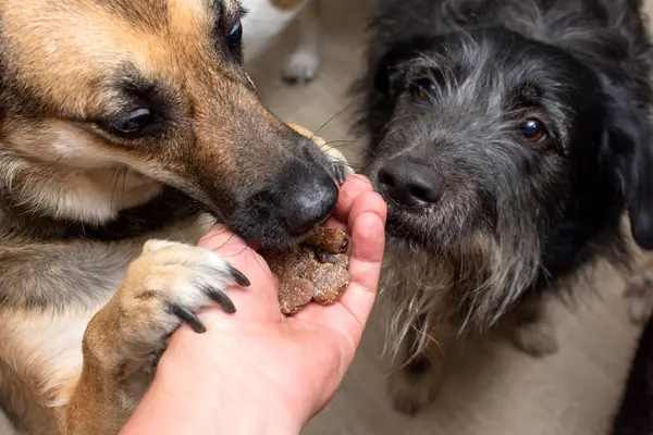 The dog takes a treat in the form of bones from the hands of a person. High quality photo