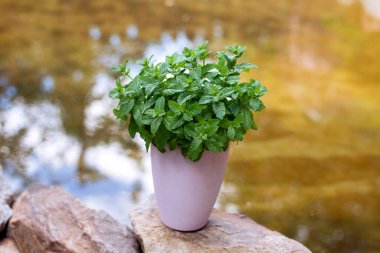 Doğal bir arka planda pembe bir saksıda nane şekeri çalısı. Yüksek kalite fotoğraf