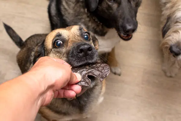 the dog receives a dehydrated dog treat as a treat. High quality photo