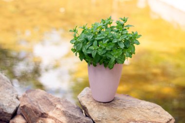 Doğal bir arka planda pembe bir saksıda nane şekeri çalısı. Yüksek kalite fotoğraf